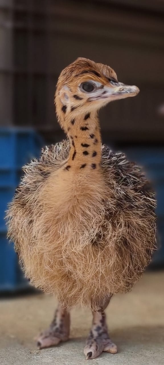 Almanara Exports Gallery Image